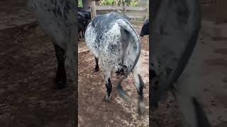 Girlando high milker cow dairyfarm farming farm animals bull [upl. by Sapers]