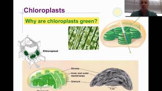 Mitochondria and Chloroplast [upl. by Doe]