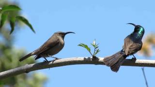 Sunbird mating dance [upl. by Monie132]