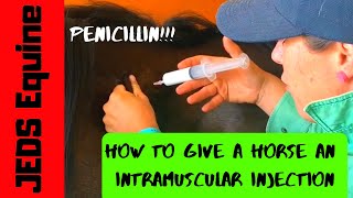 HORSE INTRAMUSCULAR INJECTION  HOW TO  PENICILLIN  JEDS Equine  Vet How To [upl. by Intyrb]