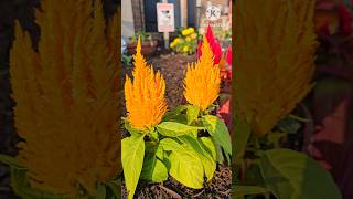 Fall flowers  celosia plumosa  garden Flowers satisfying shorts nature [upl. by Gay]