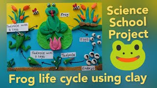 🐸quotFrogquot Life Cycle Project  Frog life cycle project using clay  Life Cycle Step By Step [upl. by Abshier]