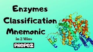 Enzymes Classification amp Examples Mnemonic in 2 mins [upl. by Nylleoj317]