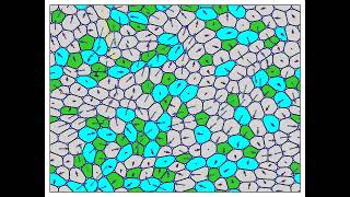 Animation of Active Vertex Model of confluent cell monolayer [upl. by Ziul778]