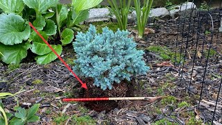 Planting A Blue Star Juniper 4K  September 22 2024 [upl. by Auot]