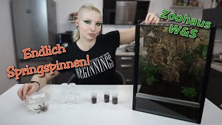 Endlich Springspinnen  Haul 🕷  Zoohaus WampS  Liliths Colorful Garden [upl. by Dehnel]