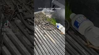 Good grass seed will grow anywhere lawn aeration lawncare grass seed lesco diy [upl. by Cavit]