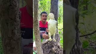 A man walks through the forest and meets a white eagle on a hillpart2short love art new bird [upl. by Martres]