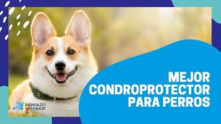 Los 5 mejores 【 CONDROPROTECTORES 】 para perros 🐶 [upl. by Yzus337]