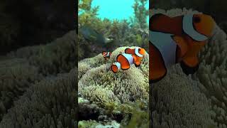 Are All Clownfish Male 🌊 The Surprising Truth shorts [upl. by Vernier]