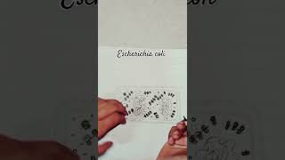 Escherichia coli ka diagram ❤️diagram biology botany zoology newsong [upl. by Dot]