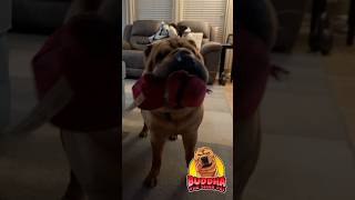 Shar Pei getting his steps in sharpeidog sharpeis dogshorts [upl. by Noiramaj]