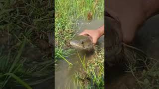 🎣 Fishing for LIFE in a Desi Village  A Day of Traditional Fishing in Rural Life 🌾 LifeLens [upl. by Seravat]