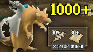 Ive Killed 1000 Scurrius Gained Huge Combat XP [upl. by Liw]