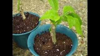 Datura Seedlings and Brugmansia Cuttings [upl. by Adnaugal615]