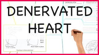 THE DENERVATED HEART PHYSIOLOGY SERIES [upl. by Loella]