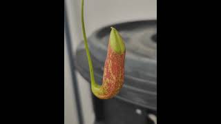 Ncoccinea carnivorous carnivorousplant carnivorousplants nepenthes exoticplants lowlands [upl. by Bianca322]