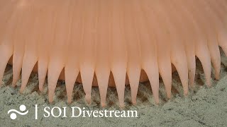 Southern Canyon System 02  SOI Divestream 759  Part 2 [upl. by Braunstein]