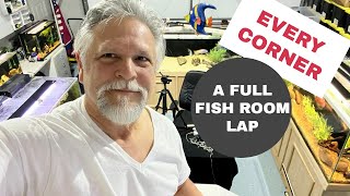 AN EVERY FISH amp EVERY TANK FULL FISH ROOM LAP UPDATE [upl. by Cerelia]