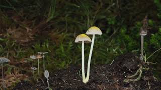 Wild Mushrooms Growing on Cow Dung  TimeLapse [upl. by Terrag]