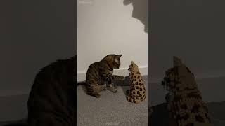 🥹🥹🥹 cat mycatchannel shortvideo funny catchannel yourcat funnycats petschannel yourpet [upl. by Liebman]