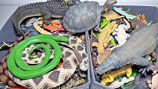 Reptiles Collection  Crocodiles Alligators Snakes Iguana Komodo Dragon Sea Turtles Tortoise [upl. by Melisande]