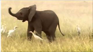 Baby elephant doing the helicopter [upl. by Euqinimod]