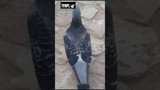 Bird No 105 Say Ma Shah Allah  Black Checker Fully Happy Mood  Homer Racer Pigeon  Qasid Racer [upl. by Leirol782]