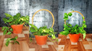 How to Make a Round Trellis for Your Money Plant That Will Look Amazing [upl. by Breanne903]