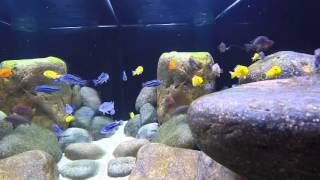 Malawi mbuna cichlids underwater in 240 liters aquarium [upl. by Maccarone]