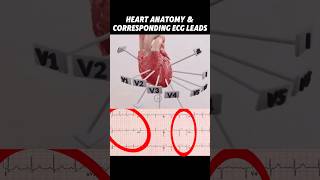 Heart Anatomy amp Corresponding ECG Leads medicalstudent medicalschool usmle cardiology anatomy [upl. by Bethesde]