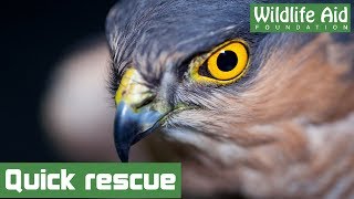 Our fastest ever sparrowhawk rescue [upl. by Zoubek]