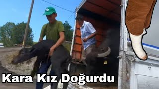 KARA KIZ DOĞURDU🐃AYAĞIM ALÇIDA🩹❤️‍🩹 [upl. by Bruner]