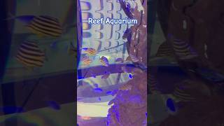 REEF AQUARIUM shorts viral trending aquarium melbourne [upl. by Alyahsat]