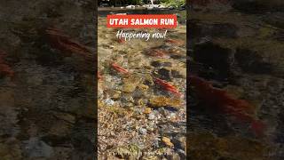 Utah Kokanee Salmon Run [upl. by Sidonius]