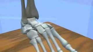 Ankle amp Subtalar Joint Motion Function Explained Biomechanic of the Foot  Pronation amp Supination [upl. by Neoma]