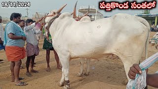 halaharvi Eranna gaari Khilari bulls video  Oxen pricesPattikonda Market videos [upl. by Huey584]