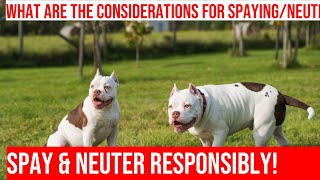 Spaying amp Neutering American Bullies What to Consider [upl. by Ariajay266]