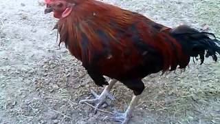 El gallo borracho [upl. by Bigg]