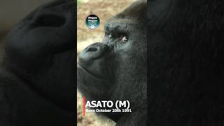 ZooParc de Beauval Main Gorilla Troop Introduction 🦍 [upl. by Atilol39]