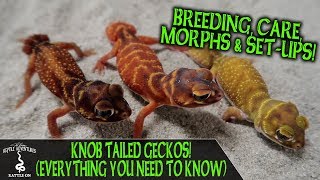 KNOB TAILED GECKOS everything you need to know [upl. by Attikin]