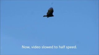 Turkey Vulture Flying regular speedslowmo California [upl. by Stucker]