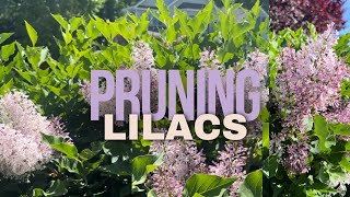 PRUNING LILACS amp a precious surprise 🪺 [upl. by Gonzales]