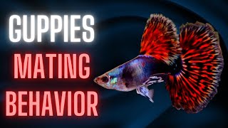 Guppies Mating Behavior – Guppy Fish Breeding Ritual [upl. by Oiludbo]