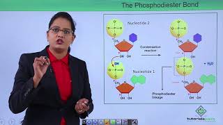 Class10th – Polymerization of Nucleotides  Biomolecules  Nucleic Acid  Tutorials Point [upl. by Cassie]