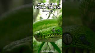 Amazon Basin Emerald Tree Boa Corallus batesii herpetology venomoussnake snake [upl. by Reinwald743]