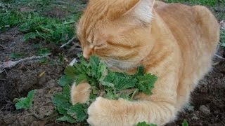 CATNIP primera cosecha y prueba de efectos en los mininos [upl. by Ellennad]