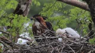 Gaviãodepenacho Spizaetus ornatus Ornate HawkEagle [upl. by Eittak487]