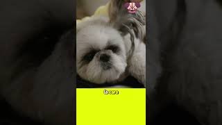 Shih Tzu El Adorable Perro Crisantemo 🌸🐶 ShihTzu PerroCrisantemo [upl. by Dalston890]