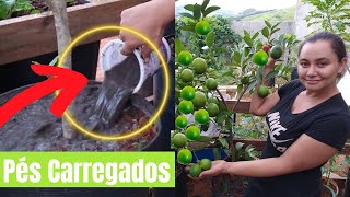 ESSE ADUBO FAZ CARREGAR DE FRUTOS MUITO FÁCIL DE FAZER [upl. by Tehcac]